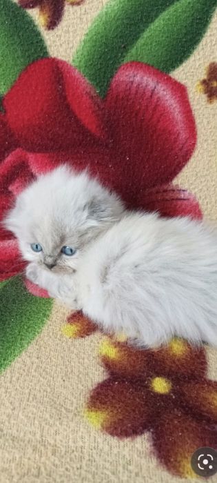 Чудові малюки,шукають люблячих господарів...