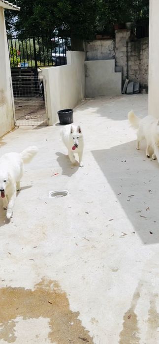 pastor branco suíço macho