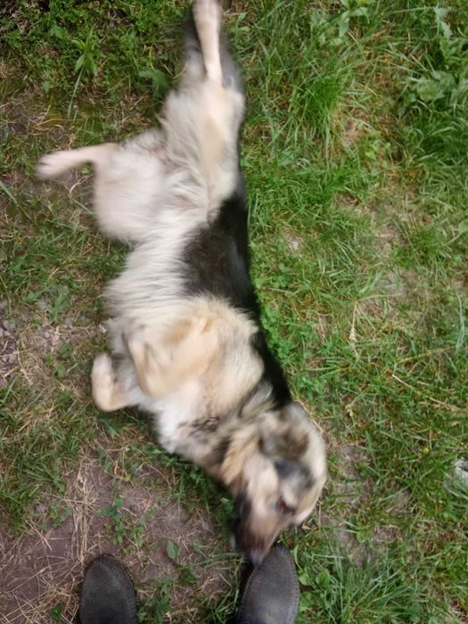 Отдам бесплатно суку 2года и  щенка 7 месяцев.