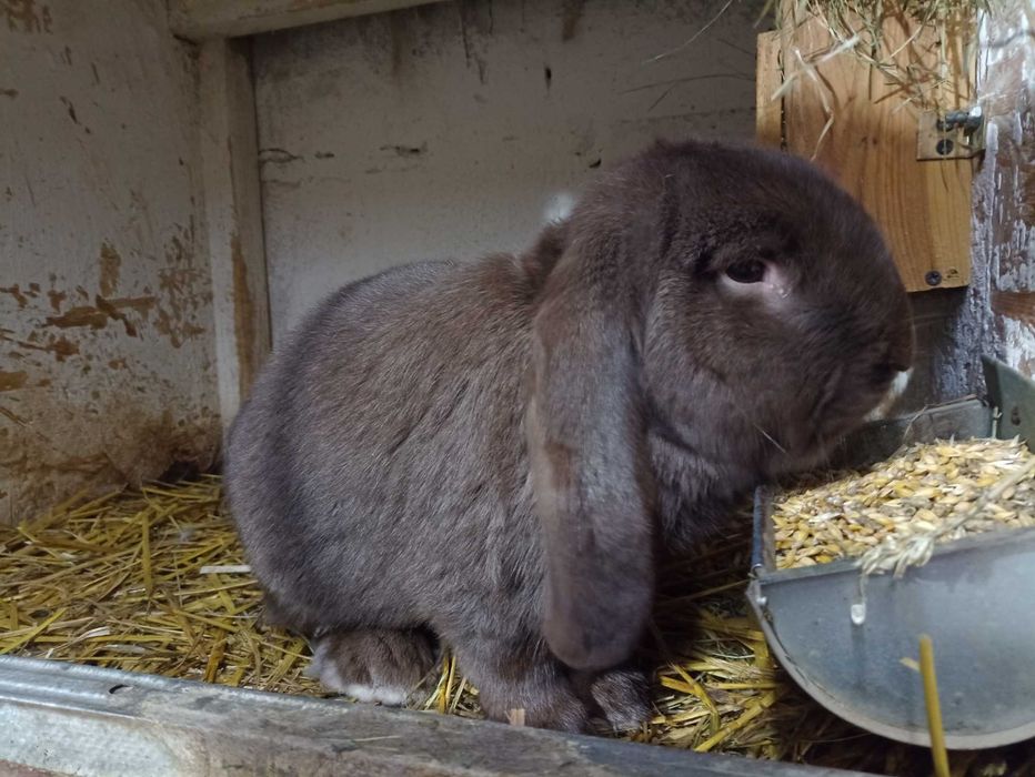 Samiec baran francuski