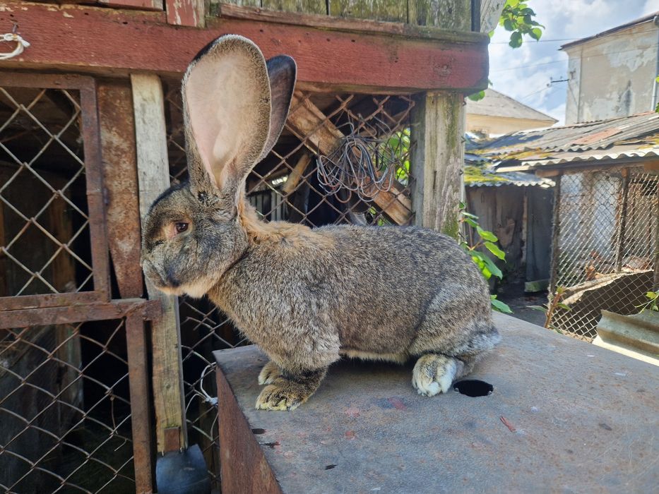Самки Бельгійського Велетня (Агуті)