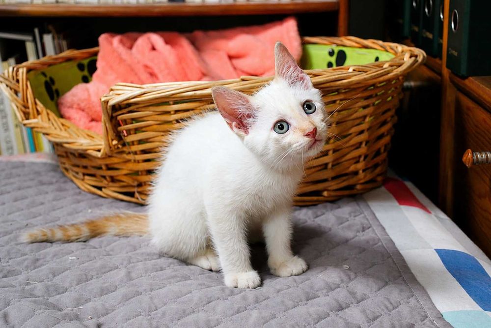 MACHO | Gatinho de olhos azulados disponível para Adoção Responsável
