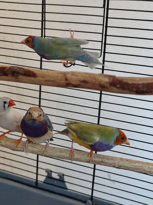 Sprzedam amadynki wspaniałe