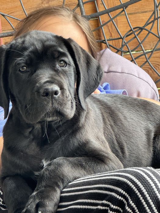 Cane corso suczka czarna