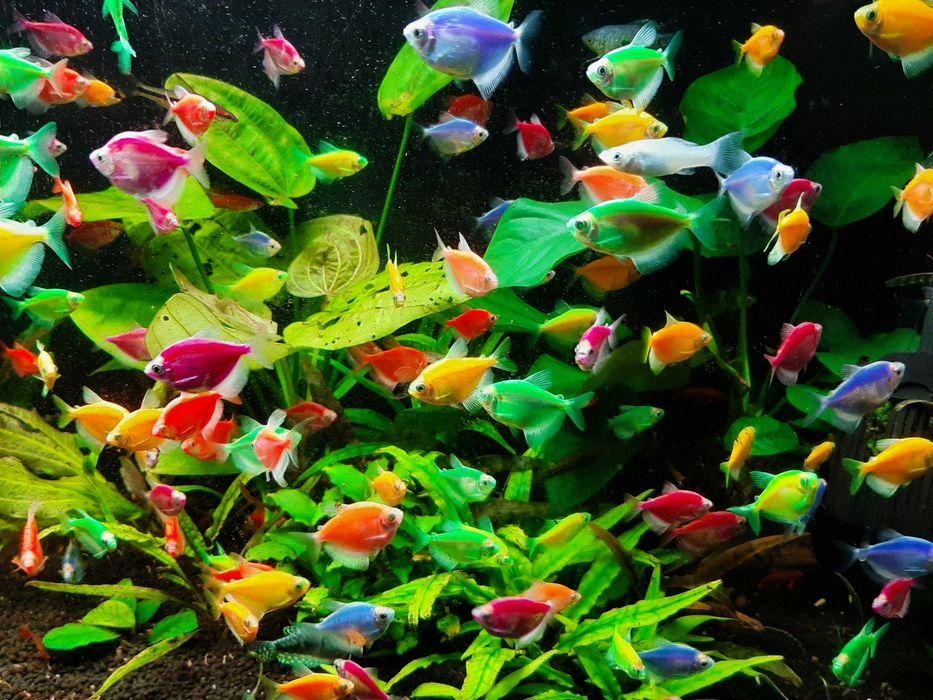 Tetra kolorowa ładny mix