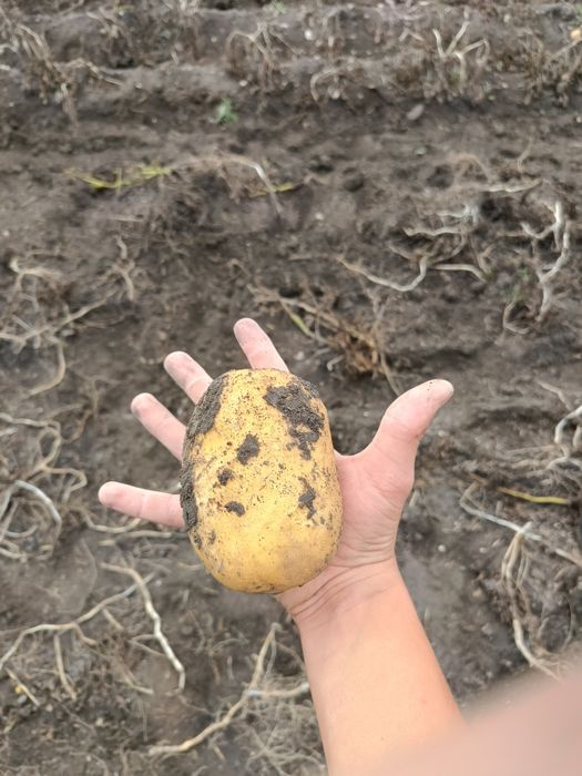 Ziemniaki odmiany soraja