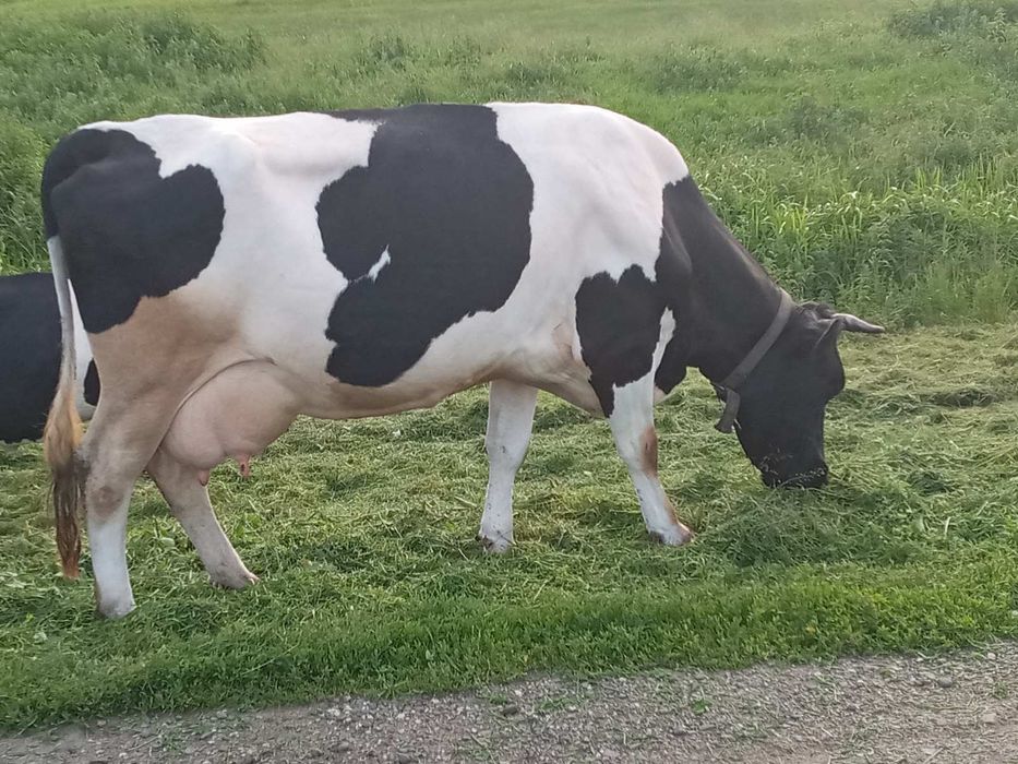 Продам добру корову