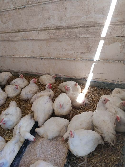 Idyki kury nioski kaczki mulardy pekiny  gęśi