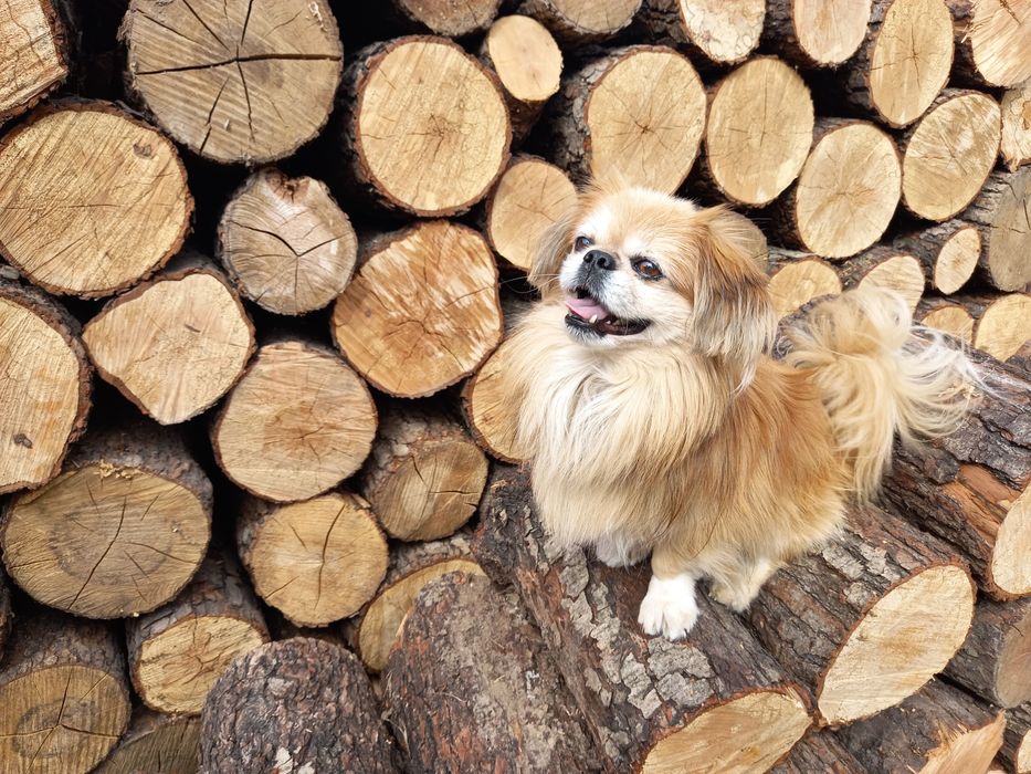 Пекінес для в'язки