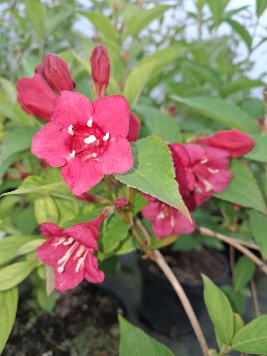 Krzewuszka cudowna Bristol Ruby Red Prince CZERWONA