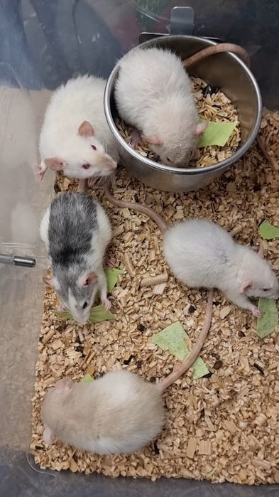 Крыса дамбо рекс