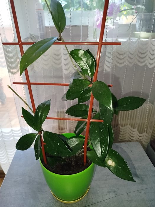 Заміокулькас  та інші кімнатні рослини'ТЕРМІНОВО ПРОДАЖ!!! .