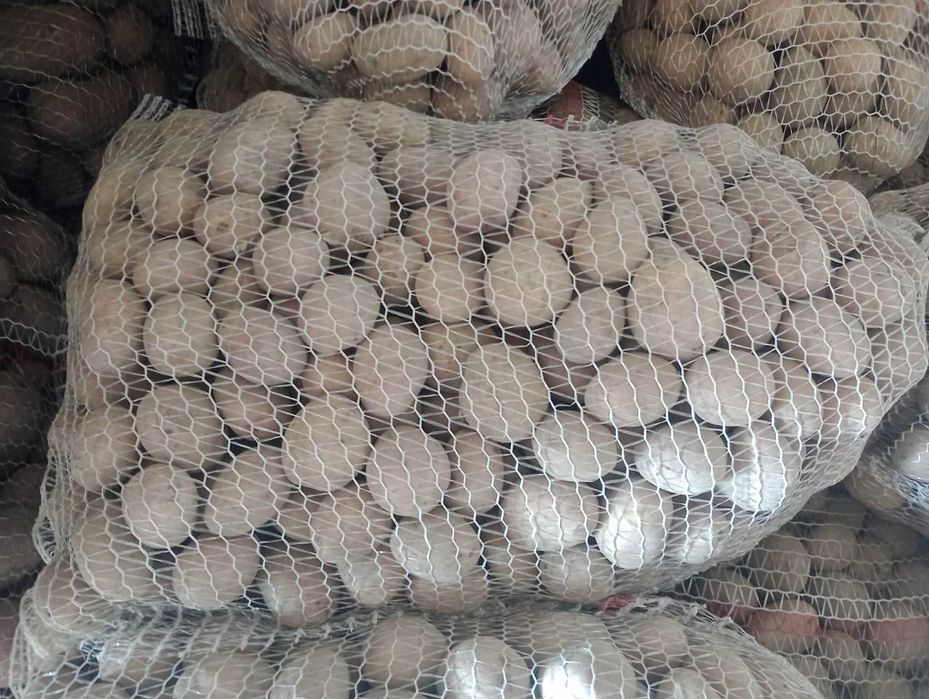 Ziemniaki wielkości sadzeniaków