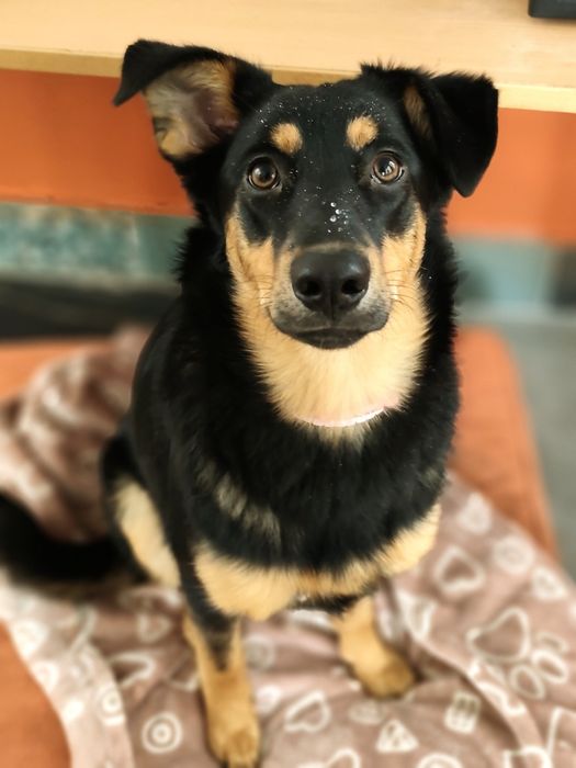 Kania,w typie baucerona , 6 miesięczny szczeniak do adopcji