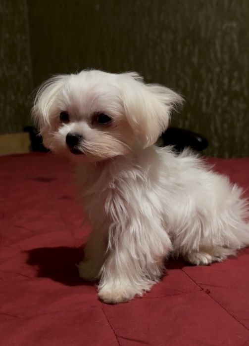 Щенок мальтийской болонки
