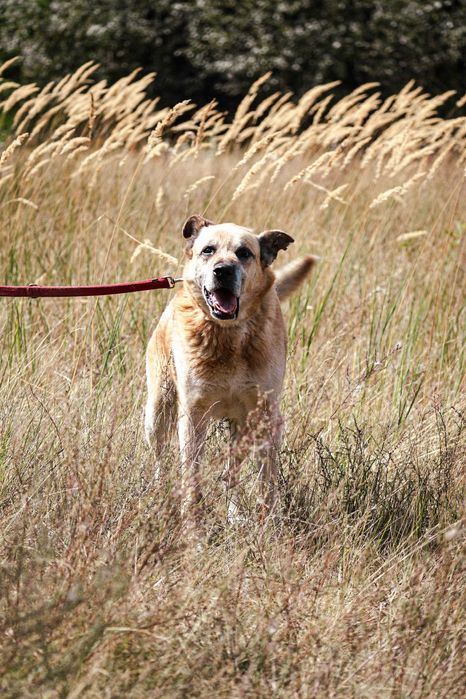 FLOP - super duży, starzy pies prosi o dom