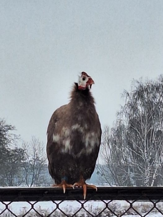 Sprzedam perliczki żywe i tuszki