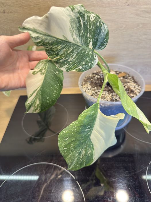 Monstera 'Creme Brulee'