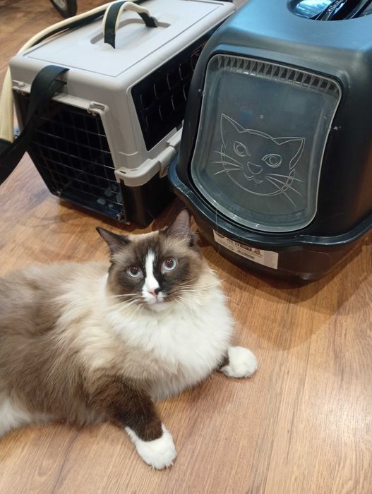 Zestaw transporter i kuweta dla kota