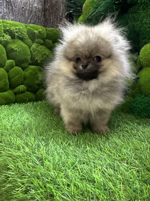 Крошка на долошку,посочка