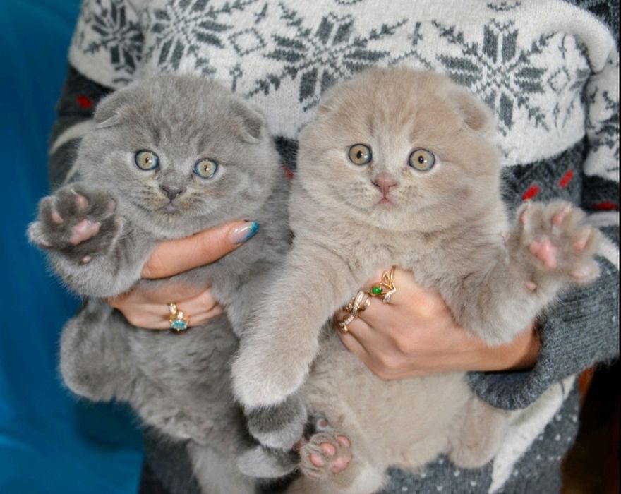 Кошенята скотіш фолд