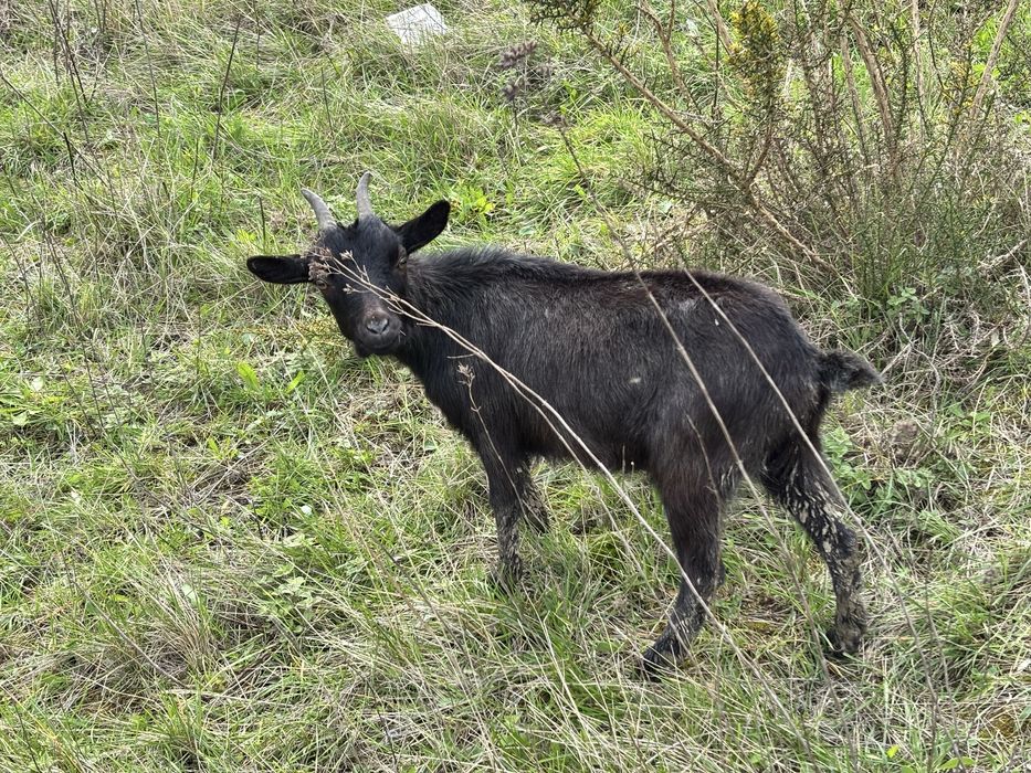 Cabrinhas Anãs - Machos e Fêmeas