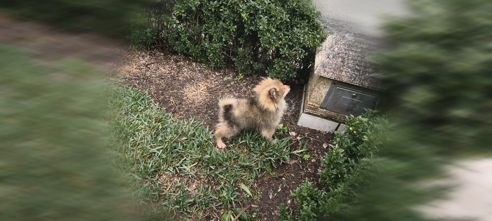 Spitz alemão anão Lulu da Pomerânia hiper miniatura criado em ambiente