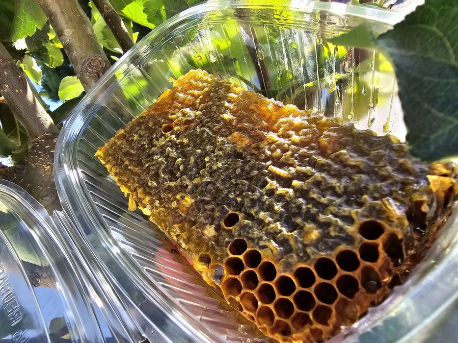 favo de mel  últimas  unidades eucalipto são multiflorados.  eucal