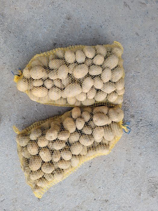 Ziemniaki jadalne denar soraya