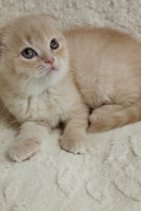 Шотландська скоттіш фолд дівчинка