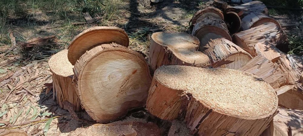 Vendo diversos Troncos de madeira de Eucalipto
