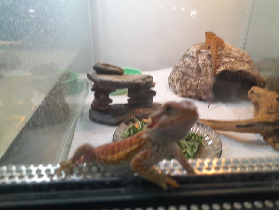 Agama  brodata  8-10 cm cm