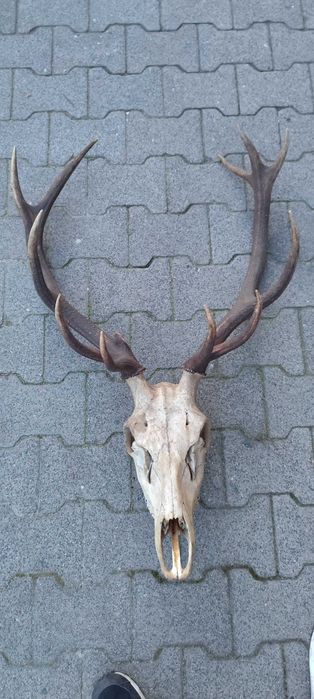 Trofeum wieniec jelenia 11-stak nieregularny poroże jeleń rogi