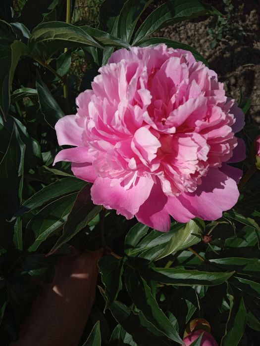 Продам кущики рожевих півонії