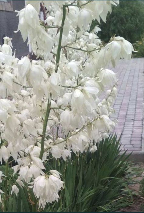 Продам гарну садову  юку