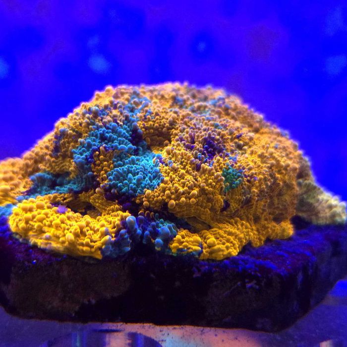 Acana Echinata Ultra Rainbow WYSIWYG | kolekcjonerski koralowiec LPS Kingdom of Corals