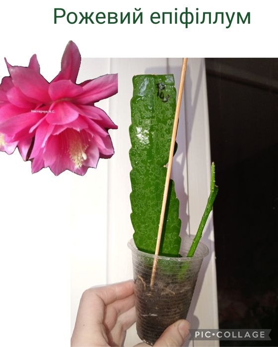 Епіфіллум King Midas. Фікус. Хавортія. Алое