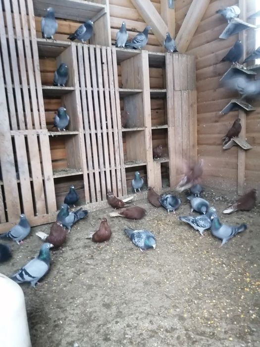 Sprzedam gołębie pocztowe i orliki