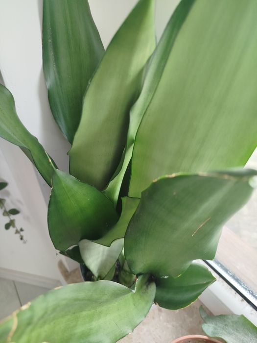 Sansevieria moonshine, victoria, cylindrica, moonshine, silver princes