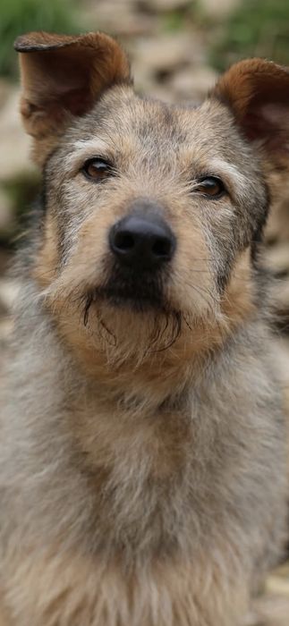 Do adopcji samiec 15kg bardzo przyjazny kontaktowy