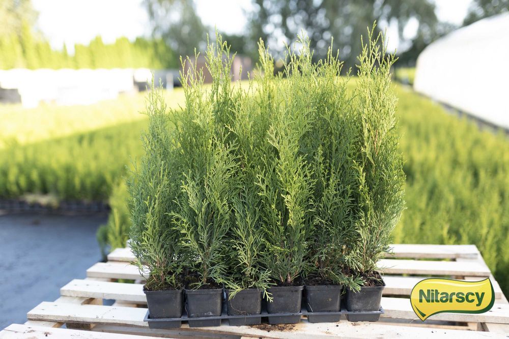 Tuja Tuje Thuja Szmaragd 40-50 cm. PRODUCENT, DOSTAWA GRATIS!