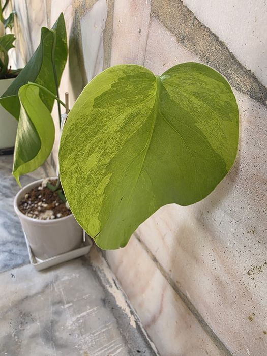 Monstera Aurea var