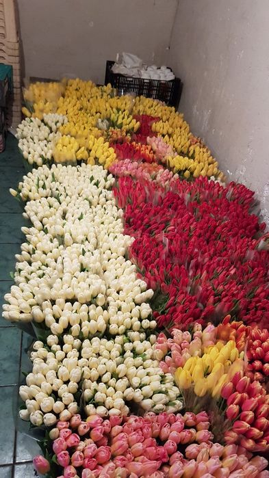 Тюльпан опт Киев