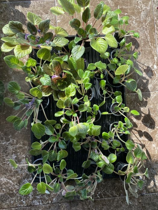 Фіалка, сенполія