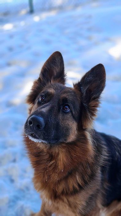 Suczka w typie owczarka niemieckiego do adopcji