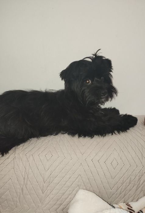 Femea Yorkshire Terrier