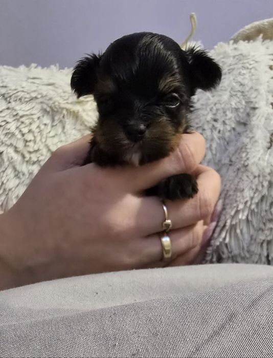 York CZEKOLADOWY rodowód 5 pokoleniowy samiec ostatni wolny