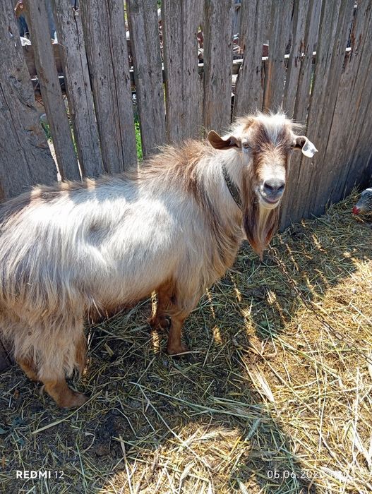 Козел на продажу
