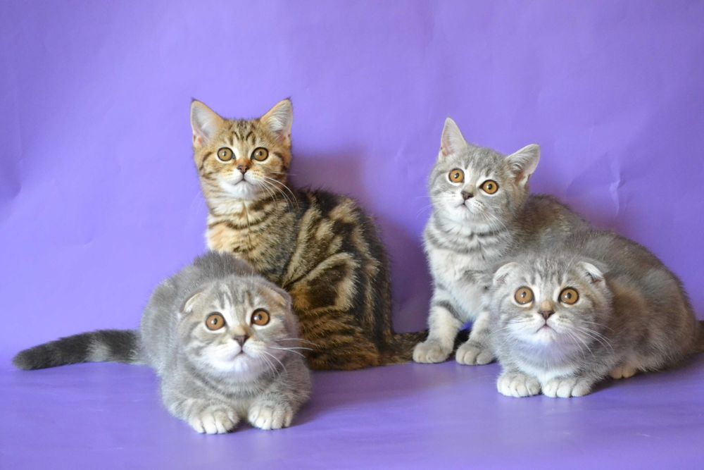 Шотландські кошенята