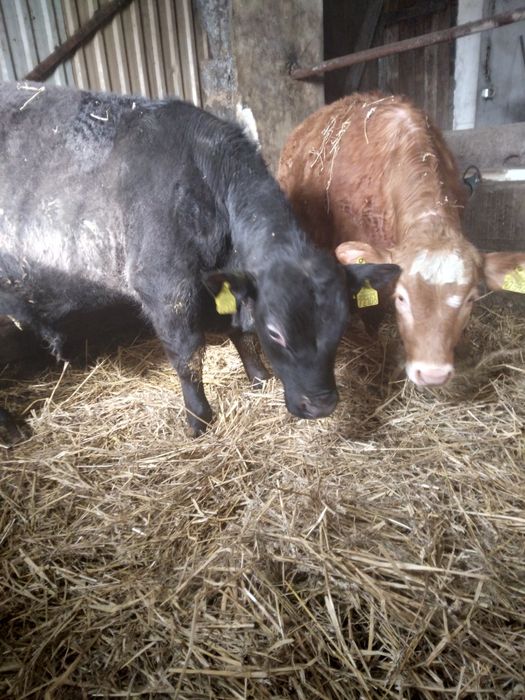 Sprzedam byczki mięsne i mieszańce